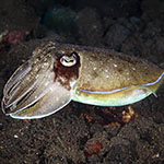 Acanthosepion pharaonis